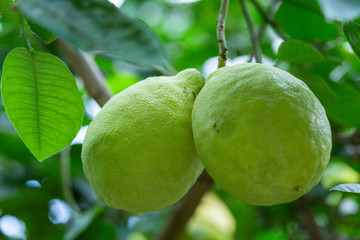 big green lemon on a branch close up