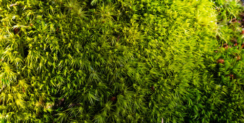 Green moss natural background texture. beautiful in nature