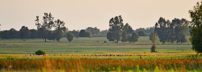 żurawie © Krzysztof