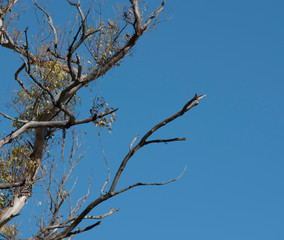 Obraz premium Ramas de un árbol