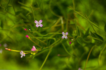 Pink flowers in a field