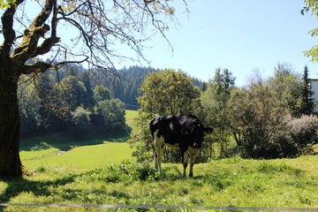 Kuh auf der Weide