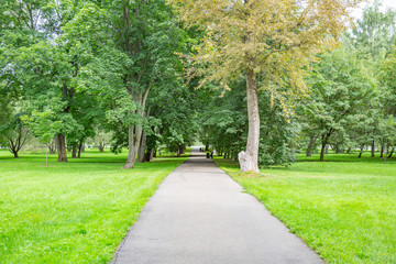 Fototapeta na wymiar Green grass in the walking area of the summer city park