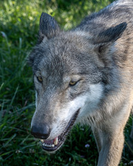 Close-Up of the head of a wolf at sunset