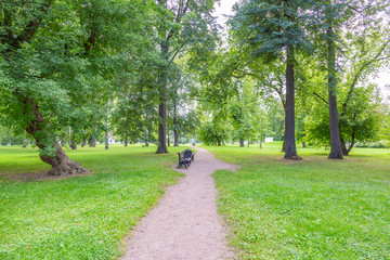 Fototapeta na wymiar Green grass in the walking area of the summer city park