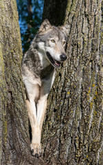 A wolf in a cottonwood tree at sunset