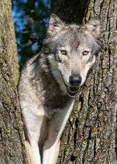 Obraz premium A wolf in a cottonwood tree at sunset