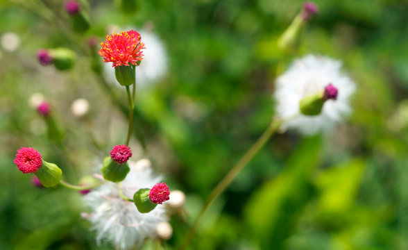 Florida Tassel flowers (Emilia fosbergii), unusual edible plant