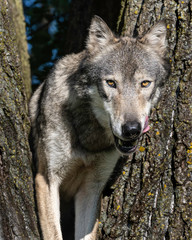 A wolf in a cottonwood tree at sunset