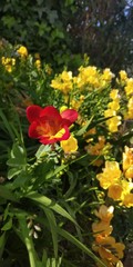 Obraz premium red and yellow tulips