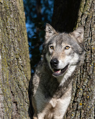 A wolf in a cottonwood tree at sunset