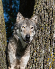 A wolf in a cottonwood tree at sunset