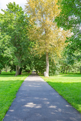 Green grass in the walking area of the summer city park