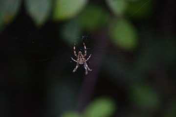 vista de una araña en su tela de araña