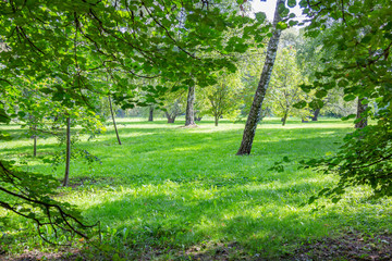 Green grass in the walking area of the summer city park