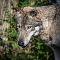 Close-Up of the head of a wolf at sunset