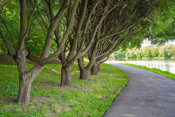 Green grass in the walking area of the summer city park