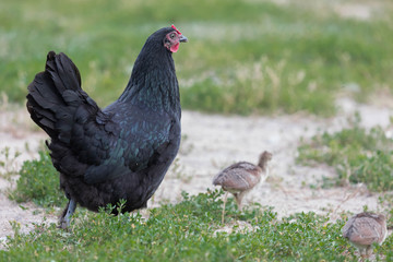 Black thoroughbred chicken with chickens on a walk in the village