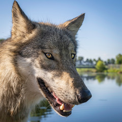 Close-Up of the head of a wolf at sunset