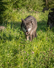 Wolf in the Light of the Setting Sun
