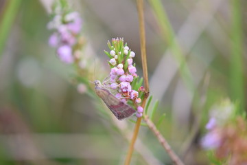 mariposa en una flor en verano