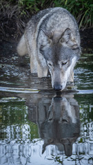 Wolf Playing Along the Water's Edge
