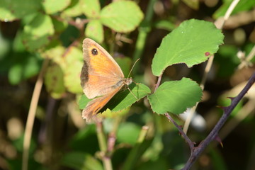 vista de una mariposa en una hojaen un día de sol