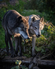Two wolves in the light of the setting sun