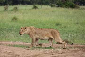 Fototapeta na wymiar Lioness hunting in Kenya, Africa