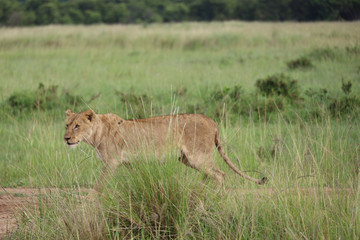 Lioness hunting in Kenya, Africa