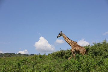 Giraffe among trees in Kenya, Africa