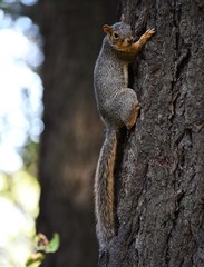 Ground squirrel happily climbing his favorite tree.