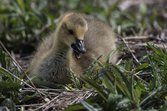 Baby Goose taking a break and eating a snack