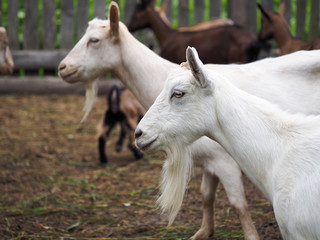 Fototapeta premium Portrait of a white goat on a farm