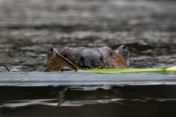 Extreme close up of beaver carrying vegetation to repair its dam while swimming in water toward camera