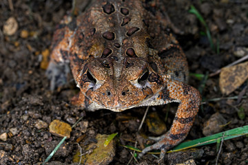 Close up of American toad in the backyard garden. It is a common species of toad found throughout the eastern USA and Canada. They are most active at night and eat a variety of small insects. 