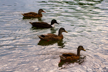 Close up isolated image of four dabbling ducks:  three  female mallards and a male crossbreed of mallard and muscovy ducks. They swim together in a river.