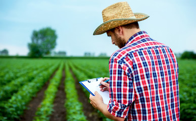 Farmer in a soybean field. Agricultural concept
