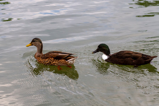 Close up isolated image of two dabbling ducks: A female mallard in the front and a male crossbreed of mallard and muscovy ducks. They swim together in a river.