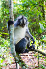 Bukit Lawang, a jewel in the Sumatran jungle and home for the Orang Utan