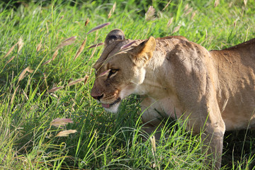 Lioness in tall grass in Kenya, Africa