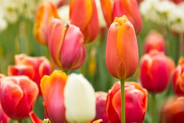 tulips