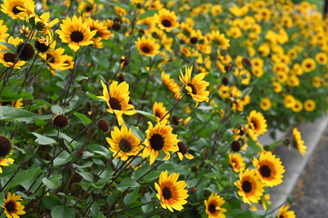 海辺の公園で咲く黄色いサンビリーバブルの花（ヘリアンサス属）