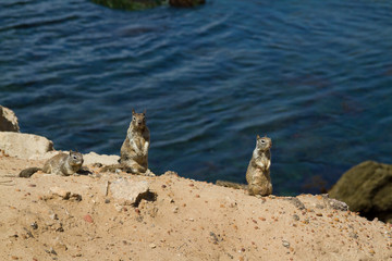 Obraz premium squirrels near water