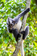 Bukit Lawang, a jewel in the Sumatran jungle and home for the Orang Utan