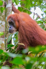 Bukit Lawang, a jewel in the Sumatran jungle and home for the Orang Utan
