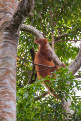 Bukit Lawang, a jewel in the Sumatran jungle and home for the Orang Utan