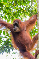 Bukit Lawang, a jewel in the Sumatran jungle and home for the Orang Utan