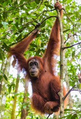 Bukit Lawang, a jewel in the Sumatran jungle and home for the Orang Utan