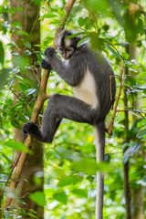 Bukit Lawang, a jewel in the Sumatran jungle and home for the Orang Utan